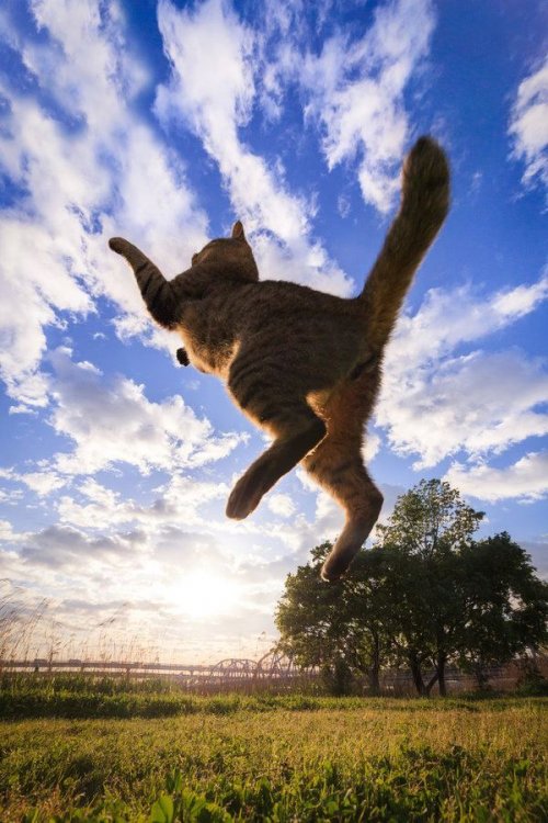 Летающие кошки в фотографиях Сэйдзи Мамия (13 шт)