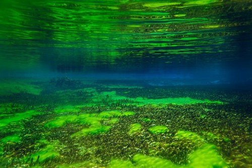 Кристально прозрачная вода Голубого озера в Новой Зеландии (11 фото)