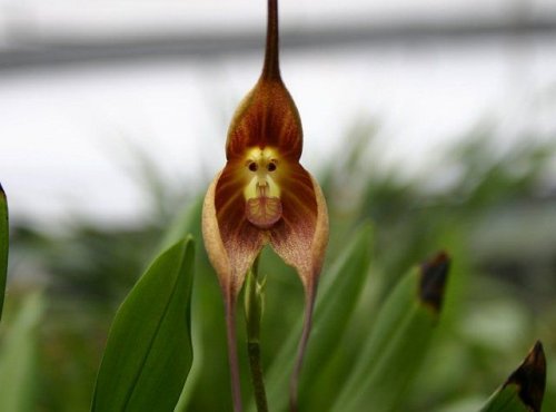 Удивительная орхидея, которая выглядит, как мордочка обезьяны