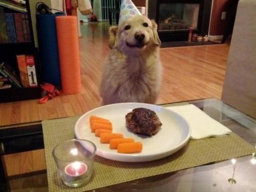 Самые счастливые собаки в Интернете (39 фото)