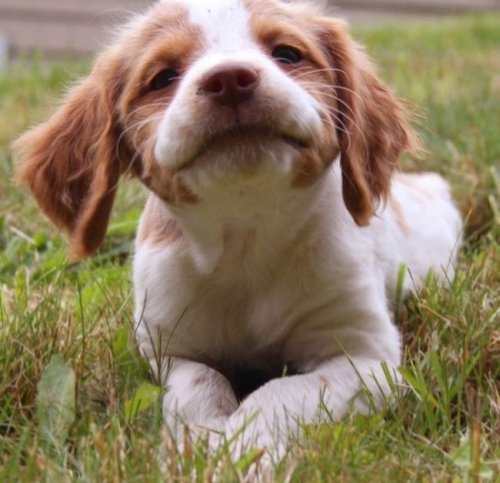 Самые счастливые собаки в Интернете (39 фото)