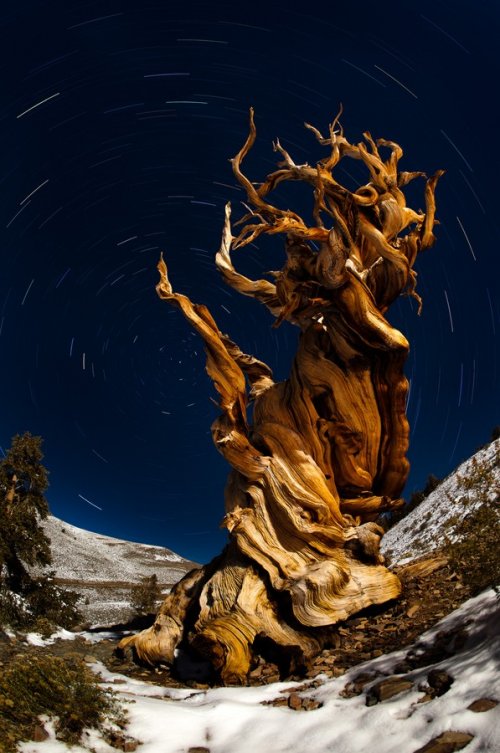 Самые старые деревья на планете (9 фото)
