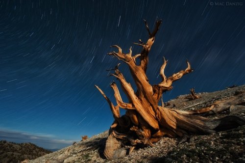 Самые старые деревья на планете (9 фото)