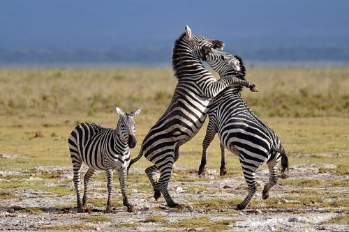 Очаровательные трио из животного мира (33 фото)