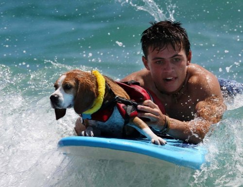 В Уэст-Палм-Бич впервые прошёл чемпионат по сёрфингу среди собак (18 фото)