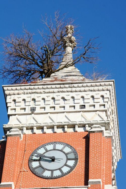 Знаменитое дерево Гринсбурга, растущее из крыши башни здания суда