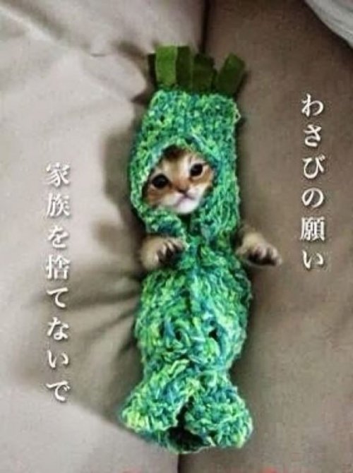 Малышка Васаби-чан в очаровательных нарядах – самый популярный котёнок в Японии (21 фото)