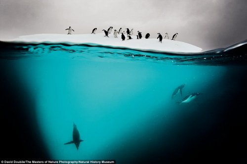 Великолепные фотографии, вошедшие в книгу "Мастера фотографии дикой природы"  (9 фото)