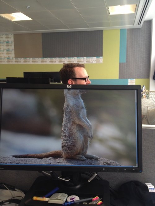 Забавный офисный фото-мем Safari Desk (17 фото)