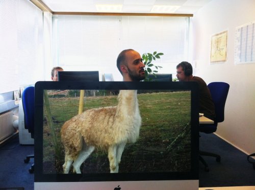Забавный офисный фото-мем Safari Desk (17 фото)