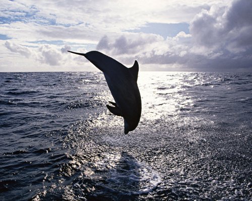 День дельфинов и китов