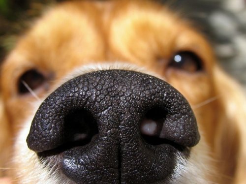 10 Странных фактов о собаках