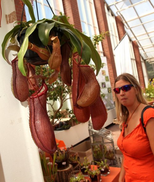 Растения-хищники на выставке-продаже в Берлине (12 фото)