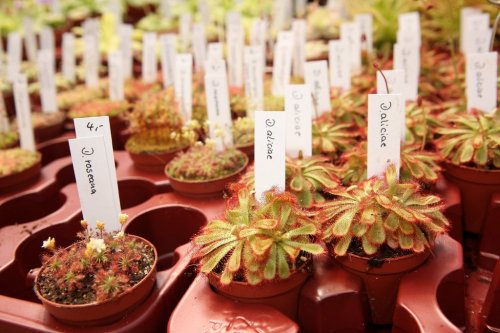 Растения-хищники на выставке-продаже в Берлине (12 фото)