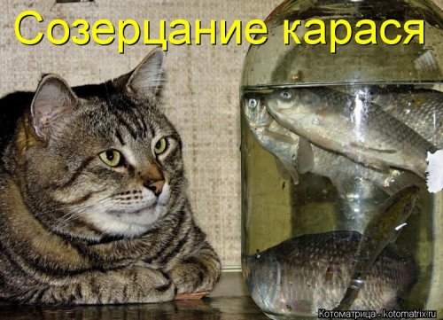 Новый сборник прикольных котоматриц (32 шт)
