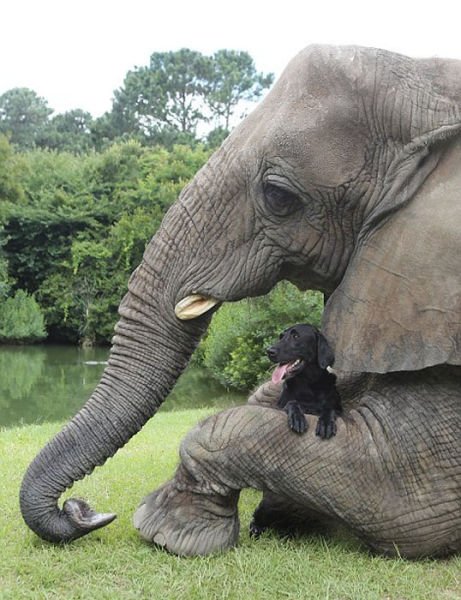 Удивительная дружба слона и собаки (9 фото + видео)