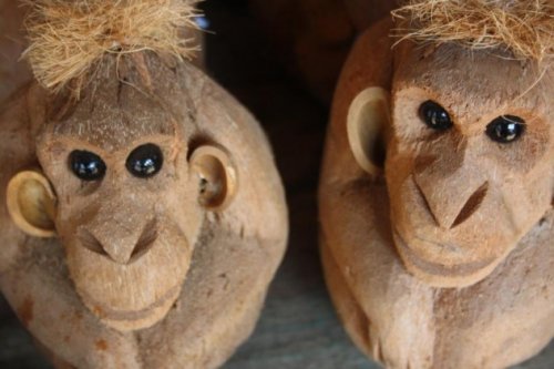 10 Прикольных фактов о кокосах