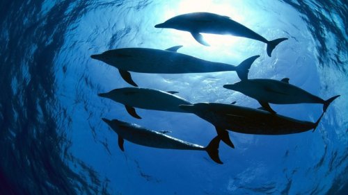 Топ-10: Удивительные сверхспособности дельфинов