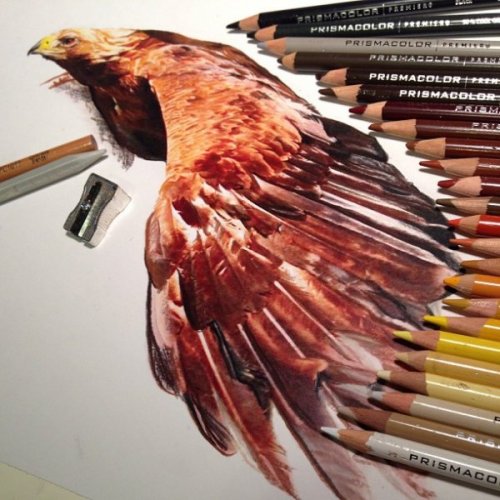 Невероятно реалистичные рисунки, созданные цветными карандашами (21 фото)
