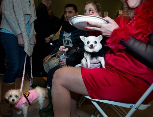 Собаки-модницы в фотографиях Робин Шварц (17 шт)