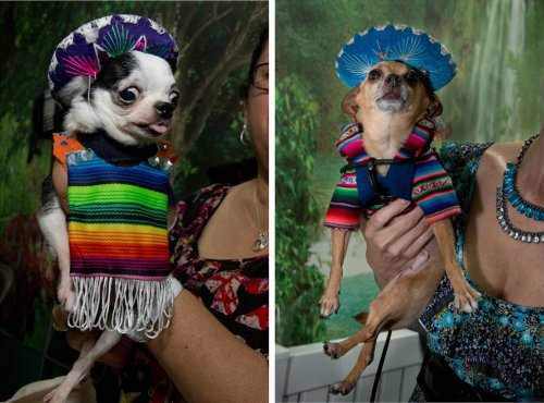 Собаки-модницы в фотографиях Робин Шварц (17 шт)