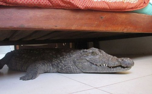 Неожиданный гость провёл под кроватью всю ночь (9 фото)