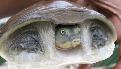 Топ-10: Странные виды черепах