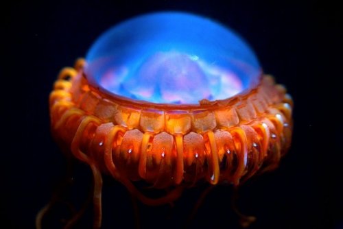 10 Морских существ, похожих на инопланетян