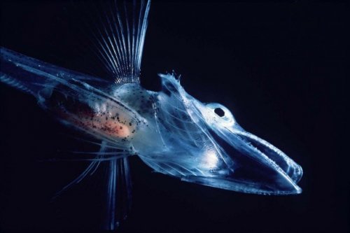 10 Морских существ, похожих на инопланетян