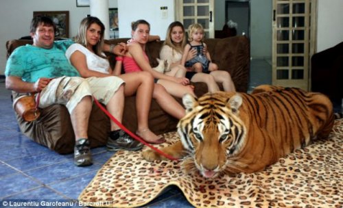 Домашние тигры бразильца Ари Борхеса (13 фото)