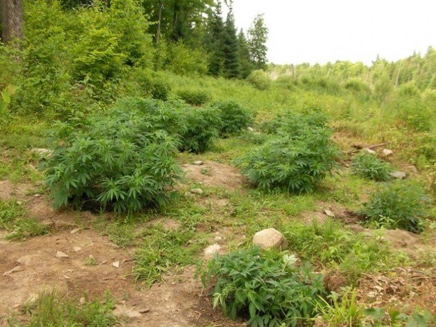 Выращивание марихуаны в сибири dnd false hydra