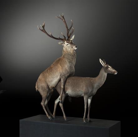 Секс в животном мире: необычная выставка в Музее естественной истории в Мюнстере (13 фото)