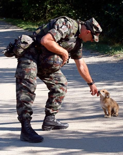 Военные рядом с животными (22 фото)