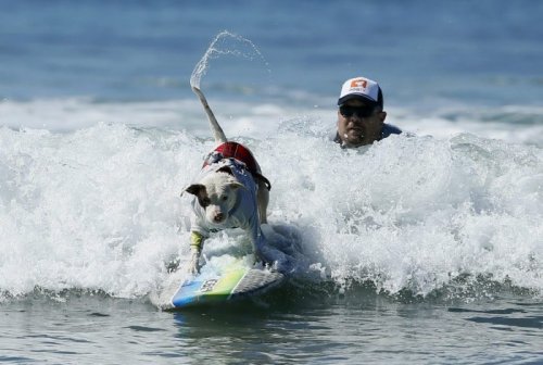 Соревнования среди собак-сёрфингистов (16 фото)