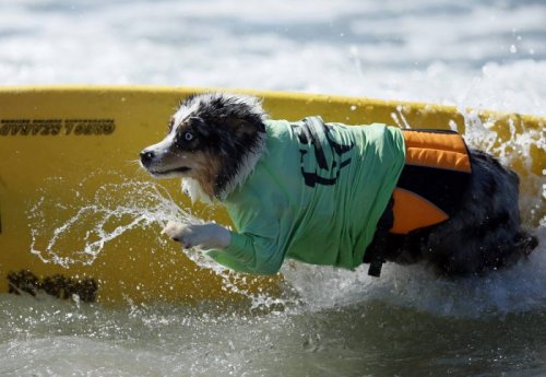 Соревнования среди собак-сёрфингистов (16 фото)