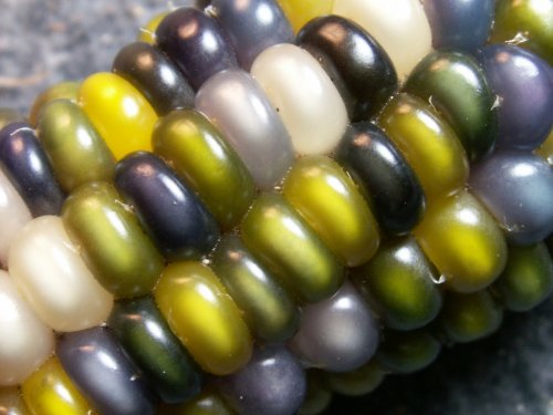 Разноцветная кукуруза Glass Gem (8 фото)