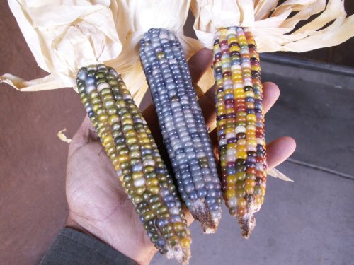 Разноцветная кукуруза Glass Gem (8 фото)