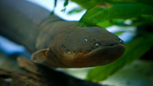 Топ-10: Ужасающие существа реки Амазонка