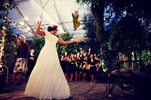 Новый фото-мем: летающие коты вместо свадебных букетов (15 фото)