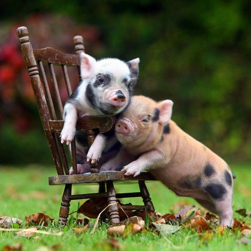 Мини-свинки Ричарда Остина (20 фото)