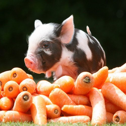 Мини-свинки Ричарда Остина (20 фото)