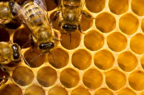 Топ-10: Удивительные факты о медоносных пчёлах