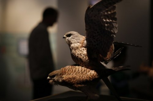 Секс в животном мире: необычная выставка в Музее естественной истории в Мюнстере (13 фото)