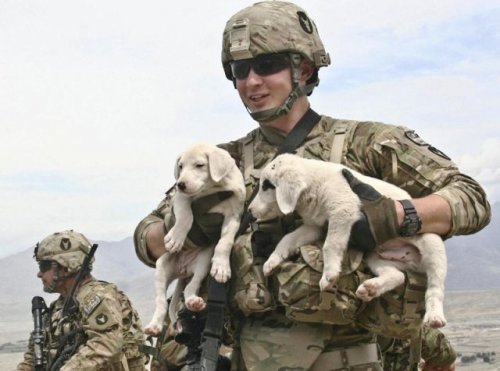 Военные рядом с животными (22 фото)