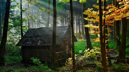 Уединённые лесные дома (20 фото)