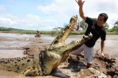 Бесстрашный костариканец кормит крокодилов с рук (19 фото)