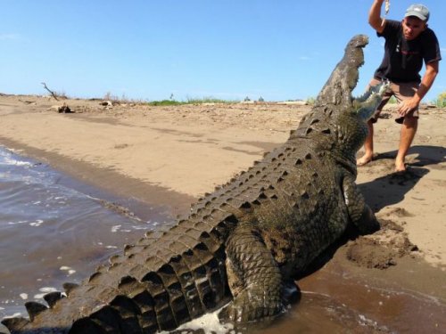 Бесстрашный костариканец кормит крокодилов с рук (19 фото)