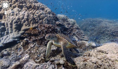 Топ-10 Интересных фактов о морской флоре и фауне