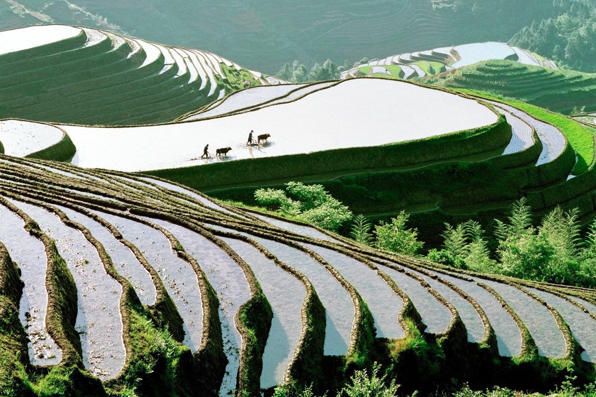 Рис холмы. Культурный ландшафт рисовые террасы Хунхэ-Хани. Террасирование склонов Китай. Рисовые поля в Китае. Террасные рисовые поля, Юаньян, Китай.