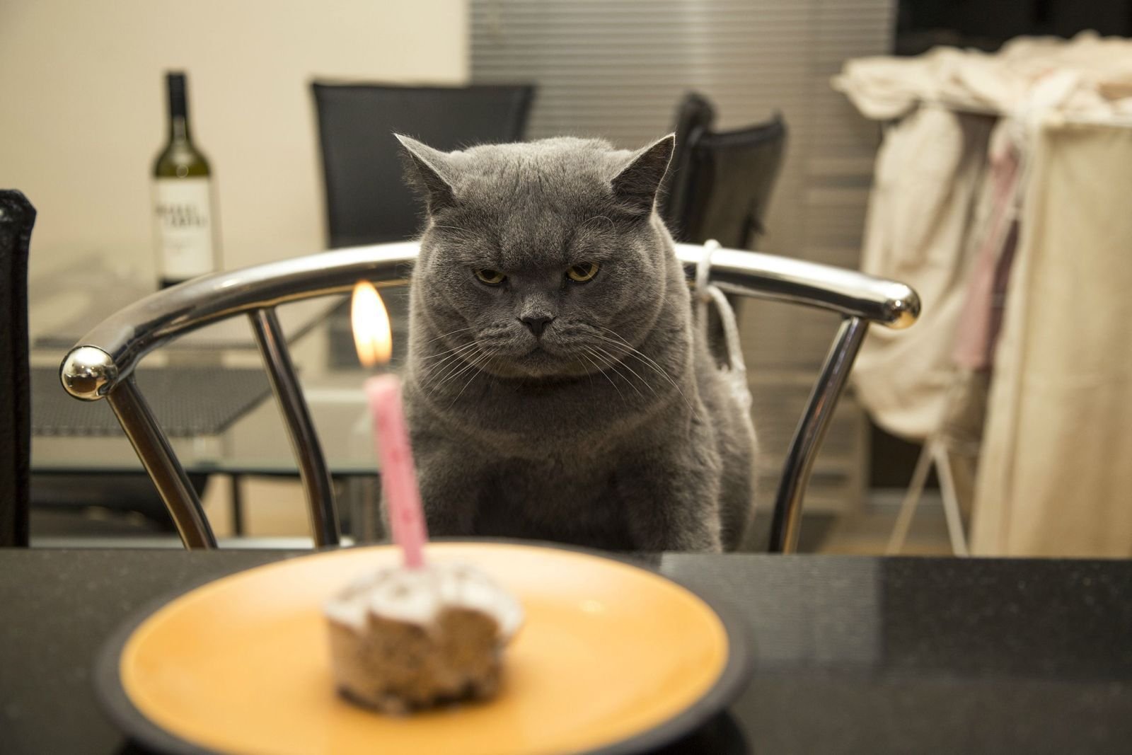 Грустный котик с тортиком